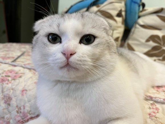 寻爱猫人士领养-2.jpg