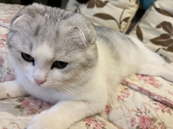 寻爱猫人士领养-3.jpg