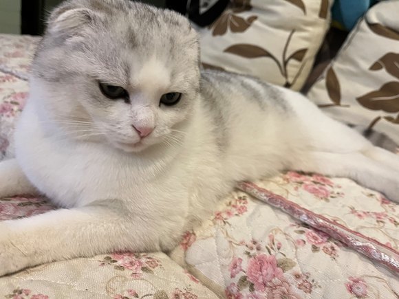 寻爱猫人士领养-1.jpg