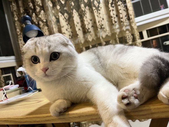 寻爱猫人士领养-4.jpg