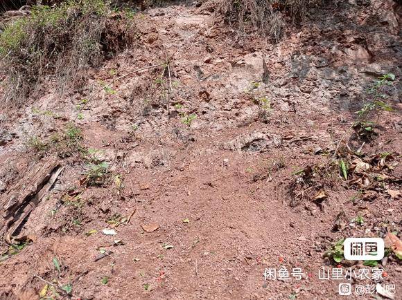 给彭县老乡送个66红包-1.jpg