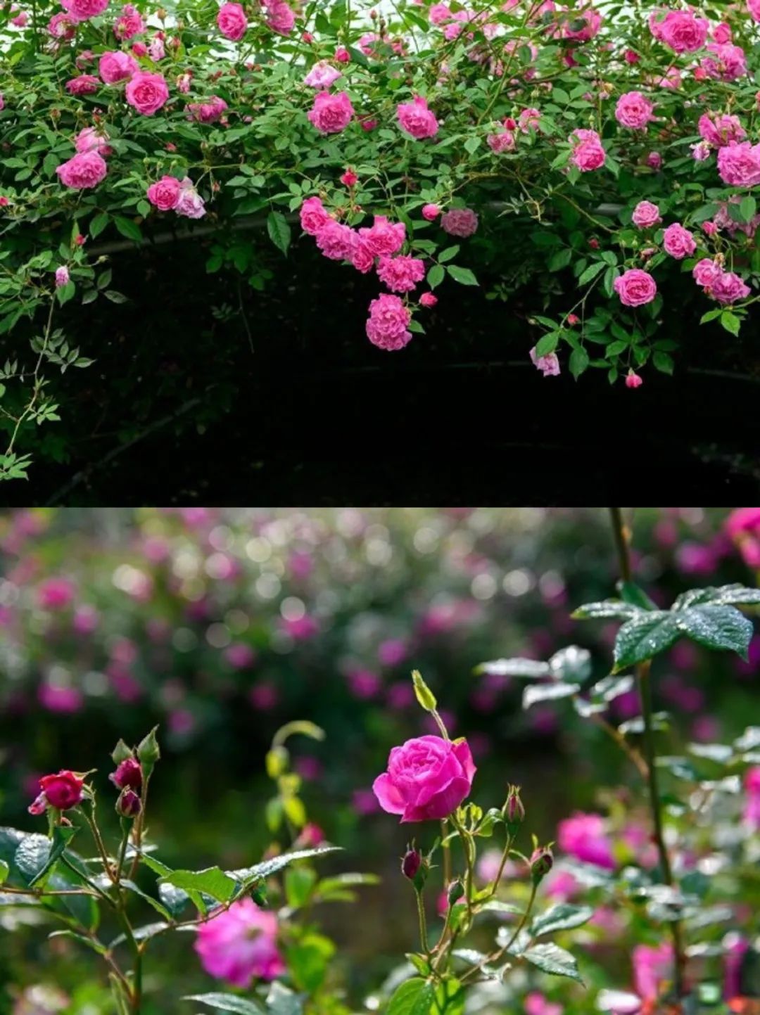2c5479a4e2e2b837d43558c37c55283e.jpeg