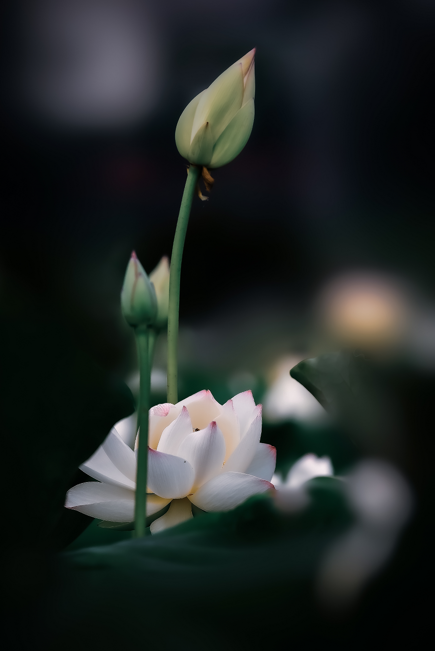 002429a145r53aon1jfhh1.png