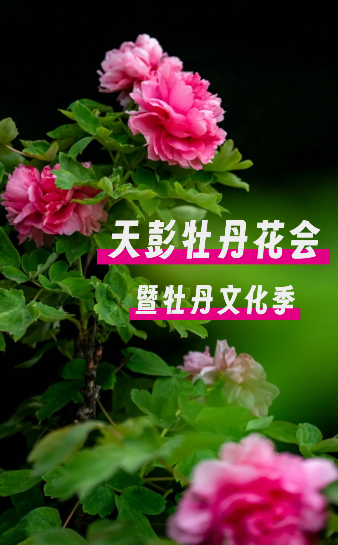 141333ehbx4o6ar4wm1nr6.png