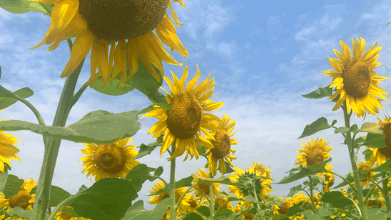 103442ivr9f9r2rw5nz69v.gif