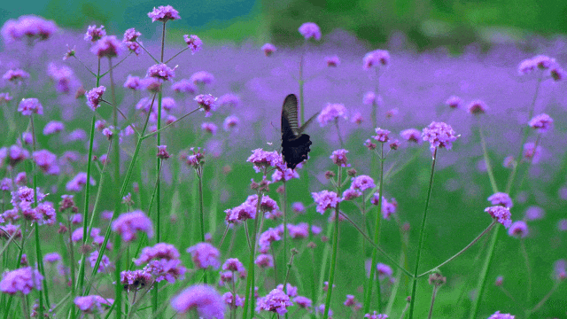 165948m465h0y54yy4q8r1.gif