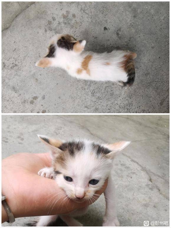 【无偿领养】三花、橘白、狸花小奶猫-2.jpg