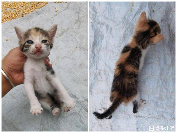 【无偿领养】三花、橘白、狸花小奶猫-3.jpg