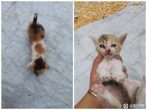【无偿领养】三花、橘白、狸花小奶猫-4.jpg
