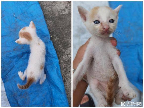 【无偿领养】三花、橘白、狸花小奶猫-5.jpg