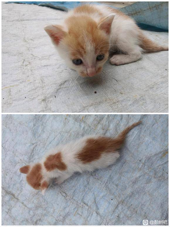 【无偿领养】三花、橘白、狸花小奶猫-6.jpg