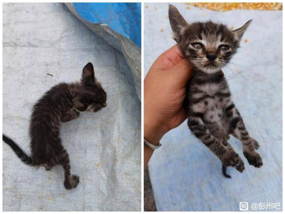 【无偿领养】三花、橘白、狸花小奶猫-7.jpg