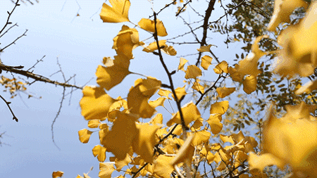 172351c0d9ui2692vz6b69.gif