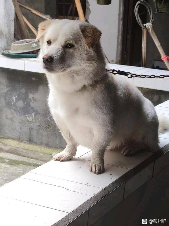 寻狗启事 必有重谢-3.jpg