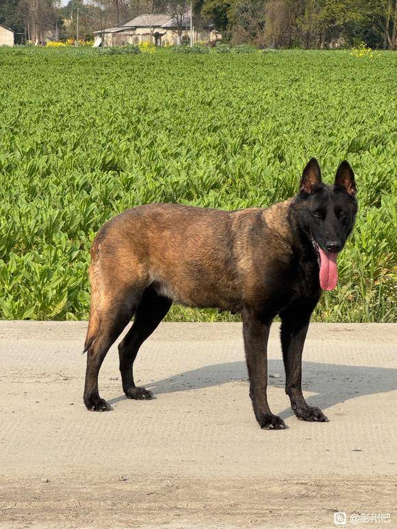 老血马犬种公谁有？借配一下-1.jpg