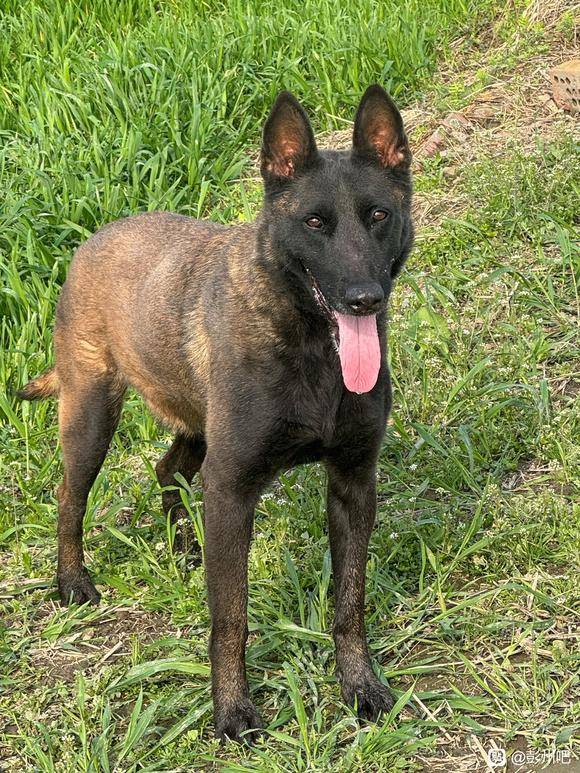 老血马犬种公谁有？借配一下-4.jpg