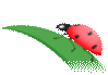 152112arl3col7jxzzv8jf.gif