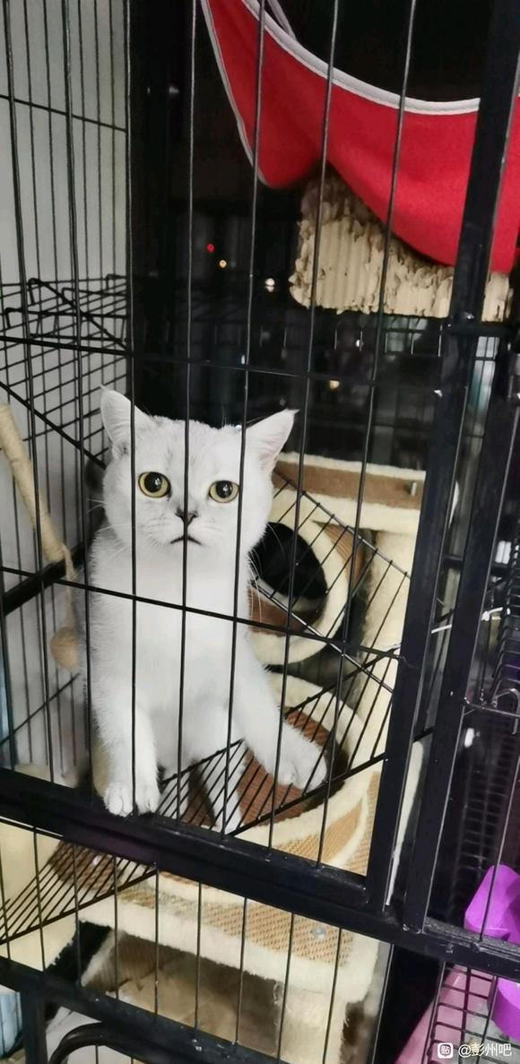 彭州8个月银渐层免费送-1.jpg