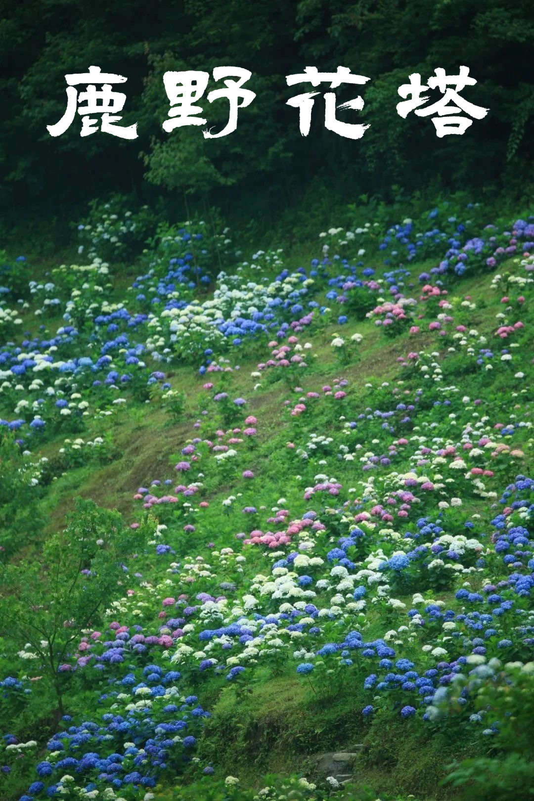 114822wyq0q7c1cuqc71ik.png